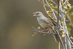 Rufous-crowned Sparrow